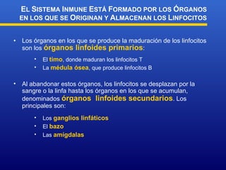 Los órganos en los que se produce la maduración de los linfocitos son los  órganos linfoides primarios : E L  S ISTEMA  I NMUNE  E STÁ  F ORMADO POR LOS  Ó RGANOS EN LOS QUE SE  O RIGINAN Y  A LMACENAN LOS  L INFOCITOS  El  timo , donde maduran los linfocitos T La  médula ósea , que produce linfocitos B Al abandonar estos órganos, los linfocitos se desplazan por la sangre o la linfa hasta los órganos en los que se acumulan, denominados  órganos  linfoides secundarios . Los principales son: Los  ganglios linfáticos El  bazo Las  amígdalas 