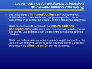 Los anticuerpos o  inmunoglobulinas  son glucoproteínas sintetizadas como respuesta a un antígeno específico que se encuentran en la sangre, en la linfa y en las secreciones corporales.   Cada anticuerpo está constituido por  cuatro cadenas polipeptídicas  iguales dos a dos: dos cadenas pesadas y otras dos ligeras. Las cadenas están unidas entre sí mediante puentes disulfuro. Cada una de las cuatro cadenas posee una región constante y otra variable. Las regiones variables de las cadenas ligeras y pesadas constituyen los  sitios de unión  con los antígenos. L OS  A NTICUERPOS SON UNA  F AMILIA DE  P ROTEÍNAS  D ENOMINADAS  I NMUNOGLOBULINAS  (Ig) 