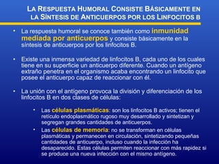 La respuesta humoral se conoce también como  inmunidad mediada por anticuerpos  y consiste básicamente en la síntesis de anticuerpos por los linfocitos B. Existe una inmensa variedad de linfocitos B, cada uno de los cuales tiene en su superficie un anticuerpo diferente. Cuando un antígeno extraño penetra en el organismo acaba encontrando un linfocito que posee el anticuerpo capaz de reaccionar con él. La unión con el antígeno provoca la división y diferenciación de los linfocitos B en dos clases de células: L A  R ESPUESTA  H UMORAL  C ONSISTE  B ÁSICAMENTE EN LA  S ÍNTESIS DE  A NTICUERPOS POR LOS  L INFOCITOS B Las  células plasmáticas : son los linfocitos B activos; tienen el retículo endoplasmático rugoso muy desarrollado y sintetizan y segregan grandes cantidades de anticuerpos.  Las  células de memoria : no se transforman en células plasmáticas y permanecen en circulación, sintetizando pequeñas cantidades de anticuerpo, incluso cuando la infección ha desaparecido. Estas células permiten reaccionar con más rapidez si se produce una nueva infección con el mismo antígeno. 