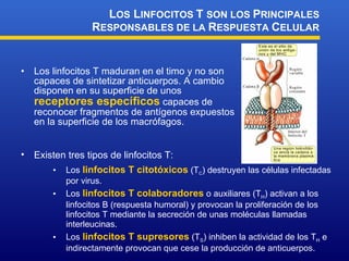 Los linfocitos T maduran en el timo y no son capaces de sintetizar anticuerpos. A cambio disponen en su superficie de unos  receptores específicos  capaces de reconocer fragmentos de antígenos expuestos en la superficie de los macrófagos. L OS  L INFOCITOS  T  SON LOS  P RINCIPALES  R ESPONSABLES DE LA  R ESPUESTA  C ELULAR Existen tres tipos de linfocitos T: Los  linfocitos T citotóxicos  (T C ) destruyen las células infectadas por virus. Los  linfocitos T colaboradores  o auxiliares (T H ) activan a los linfocitos B (respuesta humoral) y provocan la proliferación de los linfocitos T mediante la secreción de unas moléculas llamadas interleucinas. Los  linfocitos T supresores  (T S ) inhiben la actividad de los T H  e indirectamente provocan que cese la producción de anticuerpos.  