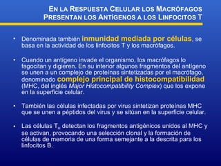 Denominada también  inmunidad mediada por células , se basa en la actividad de los linfocitos T y los macrófagos. Cuando un antígeno invade el organismo, los macrófagos lo fagocitan y digieren. En su interior algunos fragmentos del antígeno se unen a un complejo de proteínas sintetizadas por el macrófago, denominado  complejo principal de histocompatibilidad  (MHC, del inglés  Major Histocompatibility Complex ) que los expone en la superficie celular. También las células infectadas por virus sintetizan proteínas MHC que se unen a péptidos del virus y se sitúan en la superficie celular. Las células T H  detectan los fragmentos antigénicos unidos al MHC y se activan, provocando una selección clonal y la formación de células de memoria de una forma semejante a la descrita para los linfocitos B.  E N LA  R ESPUESTA  C ELULAR LOS  M ACRÓFAGOS  P RESENTAN LOS  A NTÍGENOS A LOS  L INFOCITOS  T 