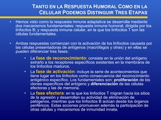 Hemos visto como la respuesta inmune adaptativa se desarrolla mediante dos mecanismos fundamentales: respuesta inmune humoral, dirigida por los linfocitos B; y respuesta inmune celular, en la que los linfocitos T son las células fundamentales. Ambas respuestas comienzan con la activación de los linfocitos causada por las células presentadoras de antígenos (macrófagos y otras) y en ellas se pueden diferenciar tres fases: T ANTO EN LA  R ESPUESTA  H UMORAL  C OMO EN LA  C ELULAR  P ODEMOS  D ISTINGUIR  T RES  E TAPAS La  fase de reconocimiento : consiste en la unión del antígeno extraño a los receptores específicos existentes en la membrana de los linfocitos maduros. La  fase de activación : incluye la serie de acontecimientos que tiene lugar en los linfocitos como consecuencia del reconocimiento antigénico específico. Los fundamentales son:  proliferación  de los clones específicos del antígeno y  diferenciación  de las células efectoras y las de memoria. La  fase efectora : en la que los linfocitos T migran hacia los sitios de la agresión y desarrollan su actividad de eliminación de patógenos, mientras que los linfocitos B actúan desde los órganos periféricos. Estas acciones promueven además la participación de otras células y mecanismos de inmunidad innata. 