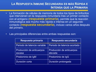 La formación de células de memoria de todos los tipos de linfocitos que intervienen en la respuesta inmunitaria tras un primer contacto con el antígeno ( respuesta primaria ), permite que la reacción inmunológica sea mucho más rápida e intensa en un segundo contacto ( respuesta   secundaria ), incluso varios años después del primero. Las principales diferencias entre ambas respuestas son: L A  R ESPUESTA  I NMUNE  S ECUNDARIA ES MÁS  R ÁPIDA E  I NTENSA QUE LA  P RIMARIA Duración prolongada Duración corta Predominio de IgG Predominio de IgM Producción de anticuerpos elevada Producción de anticuerpos escasa Periodo de latencia acortado Periodo de latencia variable Respuesta secundaria Respuesta primaria 