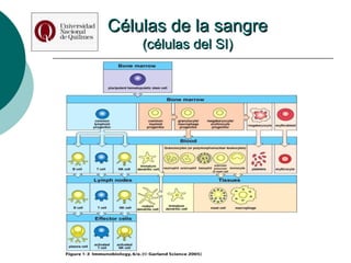 Células de la sangre (células del SI) 