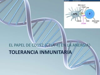 TOLERANCIA INMUNITARIA
EL PAPEL DE CD152 (CTLA-4) EN LA ANERGIA)
 