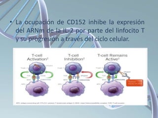 • La ocupación de CD152 inhibe la expresión
del ARNm de la IL-2 por parte del linfocito T
y su progresión a través del ciclo celular.
 