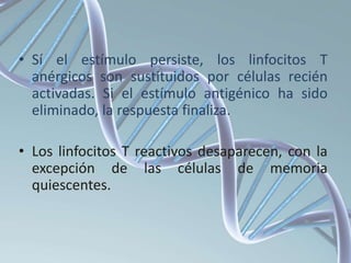• Sí el estímulo persiste, los linfocitos T
anérgicos son sustituidos por células recién
activadas. Si el estímulo antigénico ha sido
eliminado, la respuesta finaliza.
• Los linfocitos T reactivos desaparecen, con la
excepción de las células de memoria
quiescentes.
 