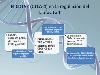 El CD152 (CTLA-4) en la regulación del
Linfocito T
• Las APC
expresan pMHC
de clase II +
CD80 y/o CD86
Los linfocitos T CD4+
vírgenes expresan TCR
y CD28.
• Primera señal:
TCR: pMHC II
• Segunda señal:
CD28:CD80 o
CD86
Los linfocitos T CD4+
activados expresan
CD28 y CD152.
• La interacción T
CD4+ de memoria
expresan CD28,
pero no CD152
La interacción CD152:CD80 o
CD86 inhibe la activación de
la célula, induce la anergia.
 