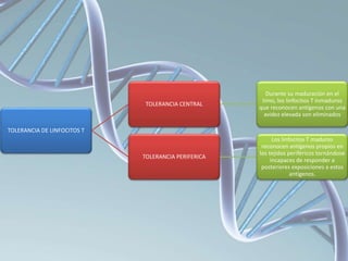 TOLERANCIA DE LINFOCITOS T
TOLERANCIA CENTRAL
Durante su maduración en el
timo, los linfocitos T inmaduros
que reconocen antígenos con una
avidez elevada son eliminados
TOLERANCIA PERIFERICA
Los linfocitos T maduros
reconocen antígenos propios en
los tejidos periféricos tornándose
incapaces de responder a
posteriores exposiciones a estos
antígenos.
 