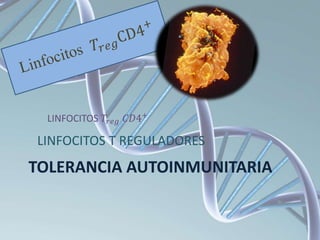 TOLERANCIA AUTOINMUNITARIA
LINFOCITOS T REGULADORES
LINFOCITOS 𝑇𝑟𝑒𝑔 𝐶𝐷4+
 