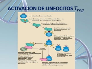 ACTIVACION DE LINFOCITOS 𝑇𝑟𝑒𝑔
 
