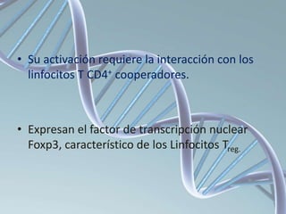• Su activación requiere la interacción con los
linfocitos T CD4+ cooperadores.
• Expresan el factor de transcripción nuclear
Foxp3, característico de los Linfocitos Treg.
 