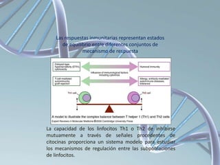La capacidad de los linfocitos Th1 o Th2 de inhibirse
mutuamente a través de señales procedentes de
citocinas proporciona un sistema modelo para estudiar
los mecanismos de regulación entre las subpoblaciones
de linfocitos.
Las respuestas inmunitarias representan estados
de equilibrio entre diferentes conjuntos de
mecanismo de respuesta
 