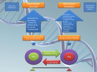 Th1 Th2
-Activación de
macrófagos
- Cambio de
isotipos de Ig-
G1 a Ig-G3
- Citotoxicidad
*Promueven
respuestas mediadas
por anticuerpos.
* Cambio de isotipo
Ig1 a IgE
*Síntesis de IgA
* Estimulación del
crecimiento y
diferenciación de
mastocitos y
eosinofilos
Respuesta mediada por células
por la secreción de IFN-γ IL-4, IL-10 y TGF-β
INMUNIDAD
CELULAR
INMUNIDAD
HUMORAL
Inhibidor IFN-γ
Inhibidores IL-4,
IL-10 y TGF-β
Respuestas
inflamatorias
Respuestas de
anticuerpos y
Alérgicas
 