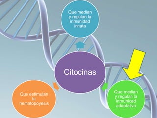 Citocinas
Que median
y regulan la
inmunidad
innata
Que median
y regulan la
inmunidad
adaptativa
Que estimulan
la
hematopoyesis
 