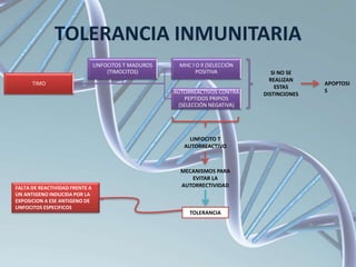 TOLERANCIA INMUNITARIA
TIMO
MHC l O ll (SELECCIÓN
POSITIVA
AUTORREACTIVOS CONTRA
PEPTIDOS PRIPIOS
(SELECCIÓN NEGATIVA)
LINFOCITOS T MADUROS
(TIMOCITOS) SI NO SE
REALIZAN
ESTAS
DISTINCIONES
APOPTOSI
S
LINFOCITO T
AUTORREACTIVO
MECANISMOS PARA
EVITAR LA
AUTORRECTIVIDAD
TOLERANCIA
FALTA DE REACTIVIDAD FRENTE A
UN ANTIGENO INDUCIDA POR LA
EXPOSICION A ESE ANTIGENO DE
LINFOCITOS ESPECIFICOS
 