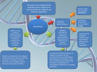 TOLERANCIA
Mecanismos
principales de
tolerancia linfocítica.
Fenómeno inmunológicamente
especifico que se origina en el
reconocimiento de antígenos por
linfocitos específicos
Central: Se induce
en órganos
linfáticos primarios
como consecuencia
del reconocimiento
de antígenos
propios por parte
de linfocitos
autorreactivos
inmaduros
Periférica:
Resultado del
encuentro de
antígenos por
parte de linfocitos
autorreactivos ya
maduros en una
condición
determinada
Durante su maduración en los órganos
linfáticos primarios, todos los linfocitos
pasan por un estadio en el que el
encuentro con el antígeno provoca
tolerancia en lugar de activación.
Los linfocitos maduros reconocen al
antígeno en ausencia de una
concentración de co-estimuladores
adecuada para su activación, o bien
como resultado de una estimulación
persistente y repetida por los
autoantigenos presentes en los tejidos
periféricos.
Supresión de la
activación
linfocítica y de
las funciones
efectoras por
linfocitos
reguladores
Inactivación
funcional sin
muerte celular:
anergia
Muerte celular
por apoptosis:
eliminación
 