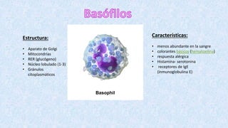 Características:
• menos abundante en la sangre
• colorantes básicos (hematoxilina)
• respuesta alérgica
• Histamina- serotonina
• receptores de IgE
(inmunoglobulina E)
Estructura:
• Aparato de Golgi
• Mitocondrias
• RER (glucógeno)
• Núcleo lobulado (1-3)
• Gránulos
citoplasmáticos
 