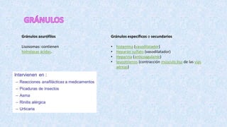 Gránulos azurófilos
Lisosomas: contienen
hidrolasas ácidas.
Gránulos específicos o secundarios
• histamina (vasodilatador)
• Heparán sulfato (vasodilatador)
• Heparina (anticoagulante)
• leucotrienos (contracción músculo liso de las vías
aéreas)
 