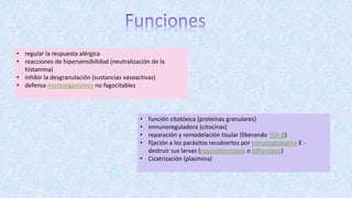 • regular la respuesta alérgica
• reacciones de hipersensibilidad (neutralización de la
histamina)
• inhibir la desgranulación (sustancias vasoactivas)
• defensa microorganismos no fagocitables
• función citotóxica (proteínas granulares)
• inmunoreguladora (citocinas)
• reparación y remodelación tisular (liberando TGF-β)
• fijación a los parásitos recubiertos por inmunoglobulina E -
destruir sus larvas (esquistosomiasis o bilharziasis)
• Cicatrización (plasmina)
 