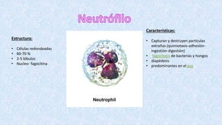 Estructura:
• Células redondeadas
• 60-70 %
• 2-5 lóbulos
• Nucleo- fagocitina
Características:
• Capturan y destruyen partículas
extrañas (quimiotaxis-adhesión-
ingestión-digestión)
• fagocitosis de bacterias y hongos
• diapédesis
• predominantes en el pus
 