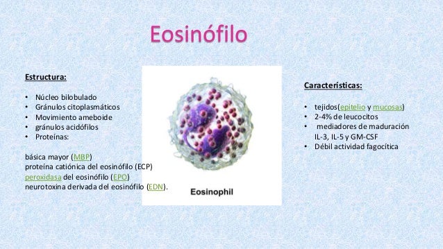 Inmunologia basofilo neutrofilo eosinofilo
