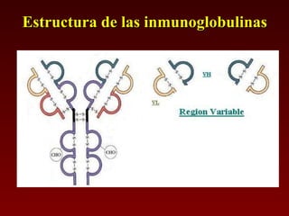 Estructura de las inmunoglobulinas 
