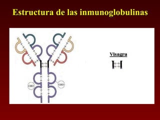 Estructura de las inmunoglobulinas 