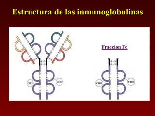 Estructura de las inmunoglobulinas 