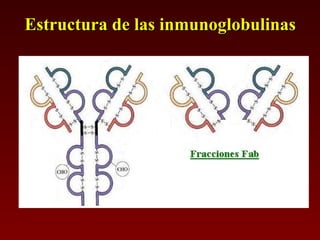 Estructura de las inmunoglobulinas 