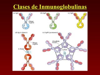 Clases de Inmunoglobulinas 