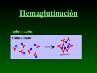 Hemaglutinación Aglutinación : 