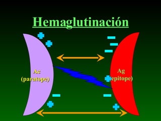 Hemaglutinación Ac (paratope) Ag  (epitope)   