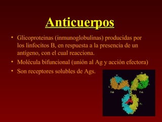 Anticuerpos Glicoproteinas (inmunoglobulinas) producidas por los linfocitos B, en respuesta a la presencia de un antígeno, con el cual reacciona. Molécula bifuncional (unión al Ag y acción efectora) Son receptores solubles de Ags. 