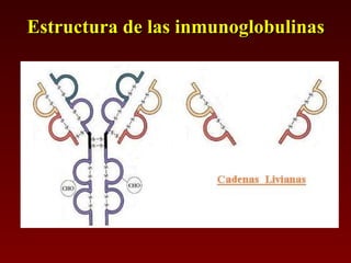 Estructura de las inmunoglobulinas 