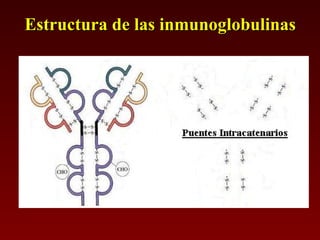 Estructura de las inmunoglobulinas 