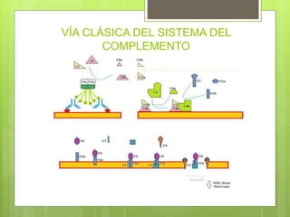 VÍA CLÁSICA DEL SISTEMA DEL
COMPLEMENTO
 