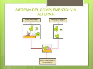 SISTEMA DEL COMPLEMENTO: VÍA
ALTERNA
 