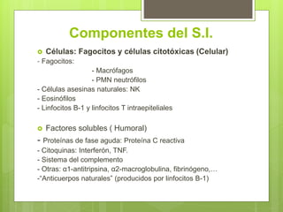 Componentes del S.I.
 Células: Fagocitos y células citotóxicas (Celular)
- Fagocitos:
- Macrófagos
- PMN neutrófilos
- Células asesinas naturales: NK
- Eosinófilos
- Linfocitos B-1 y linfocitos T intraepiteliales
 Factores solubles ( Humoral)
- Proteínas de fase aguda: Proteína C reactiva
- Citoquinas: Interferón, TNF.
- Sistema del complemento
- Otras: α1-antitripsina, α2-macroglobulina, fibrinógeno,…
-“Anticuerpos naturales” (producidos por linfocitos B-1)
 