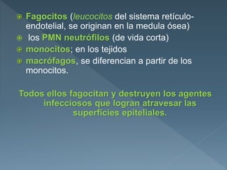  Fagocitos (leucocitos del sistema retículo-
endotelial, se originan en la medula ósea)
 los PMN neutrófilos (de vida corta)
 monocitos; en los tejidos
 macrófagos, se diferencian a partir de los
monocitos.
Todos ellos fagocitan y destruyen los agentes
infecciosos que logran atravesar las
superficies epiteliales.
 