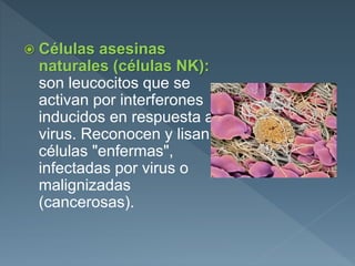  Células asesinas
naturales (células NK):
son leucocitos que se
activan por interferones
inducidos en respuesta a
virus. Reconocen y lisan
células "enfermas",
infectadas por virus o
malignizadas
(cancerosas).
 