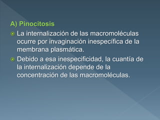 A) Pinocitosis
 La internalización de las macromoléculas
ocurre por invaginación inespecífica de la
membrana plasmática.
 Debido a esa inespecificidad, la cuantía de
la internalización depende de la
concentración de las macromoléculas.
 
