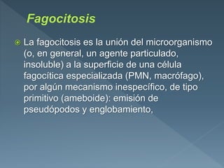  La fagocitosis es la unión del microorganismo
(o, en general, un agente particulado,
insoluble) a la superficie de una célula
fagocítica especializada (PMN, macrófago),
por algún mecanismo inespecífico, de tipo
primitivo (ameboide): emisión de
pseudópodos y englobamiento,
 