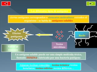Los diferentes tipos de antígenos
Toxina
microbiana
Efectos
patógenos Bacilo
Un antígeno soluble puede ser una simple molécula tóxica,
llamada TOXINA, fabricada por una bacteria patógena
Algunas toxinas conocidas : toxina tetánica, toxina
botulínica, toxina colérica, toxina diftérica…
ciertos antígenos corresponden a elementos moleculares extraños al
organismo : se habla de antígenos solubles
Volver al
resumen
 