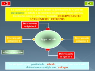 La capacidad de un Ag para inducir la fabricación de Ac por los
plasmocitos es debido a la existencia de pequeñas zonas precisas,
localizadas sobre el antígeno, llamadas DETERMINANTES
ANTIGÉNICOS o EPÍTOPOS
Determinante
antigénico 2
Determinante
antigénico 1
Determinante
antigénico 1
Determinante
antigénico 2
Un antígeno, ya sea particulado o soluble, puede contener uno o más
determinantes antigénicos o epítopos
volver al resumen
Ag particulado
 