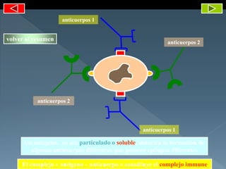 anticuerpos 2
anticuerpos 2
anticuerpos 1
anticuerpos 1
Un antígeno, ya sea particulado o soluble, inducirá la formación de
algunos anticuerpos diferentes que posseen epítopos diferentes
El complejo « antígeno – anticuerpo » constituye el complejo immune
volver al resumen
 