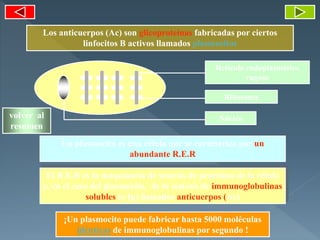 Los anticuerpos (Ac) son glicoproteínas fabricadas por ciertos
linfocitos B activos llamados plasmocitos
Retículo endoplasmático
rugoso
Ribosoma
Núcleo
Un plasmocito es una célula que se caracteriza por un
abundante R.E.R
El R.E.R es la maquinaria de síntesis de proteínas de la célula
y, en el caso del plasmocito, de la síntesis de immunoglobulinas
solubles (o Ig) llamados anticuerpos (Ac)
¡Un plasmocito puede fabricar hasta 5000 moléculas
idénticas de immunoglobulinas por segundo !
volver al
resumen
 