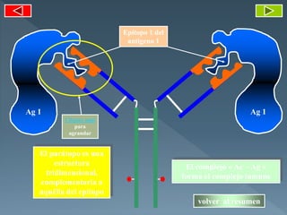 Epítopo 1 del
antígeno 1
El parátopo es una
estructura
tridimensional,
complementaria a
aquélla del epítopo
El complejo « Ac – Ag »
forma el complejo inmune
Ag 1 Ag 1
Cliquee aquí
para
agrandar
volver al resumen
 