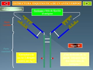 Parte
variable
Parte
constante
Parátopo o Sitio de fijación
al antígeno
ESTRUCTURA ESQUEMÁTICA DE UN ANTICUERPOO
Estructura de
un Ac 2 dirigido
contra un Ag 2
¡Una molécula de Ac
puede entonces ligar
dos moléculas de
antígeno !
volver al resumen
Sigue 
 