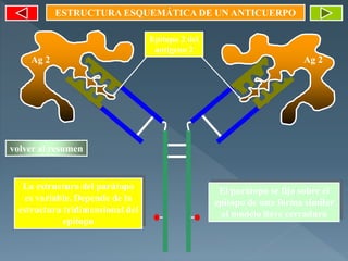 ESTRUCTURA ESQUEMÁTICA DE UN ANTICUERPO
Ag 2 Ag 2
Epitopo 2 del
antígeno 2
La estructura del parátopo
es variable. Depende de la
estructura tridimensional del
epítopo
El parátopo se fija sobre el
epítopo de una forma similar
al modelo llave cerradura
volver al resumen
 